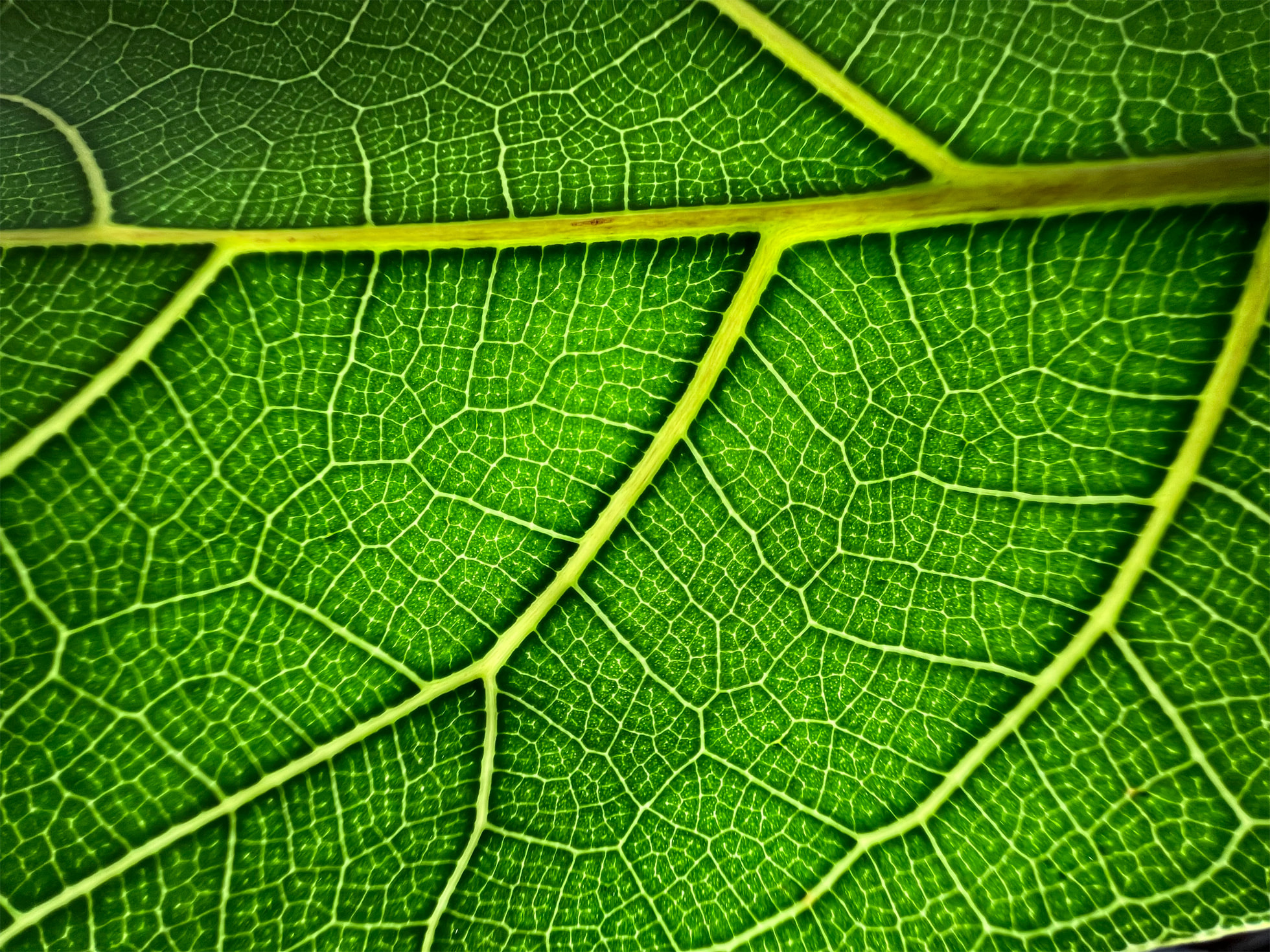 Photo zoomée et précise sur une feuille, dévoilant sa structure naturelle de petites nervures