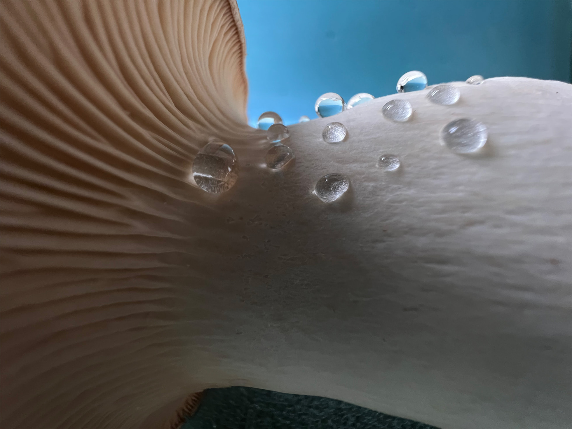 Photo zoomée sur des goutes d'eau sur la surface du pied d'un champignon