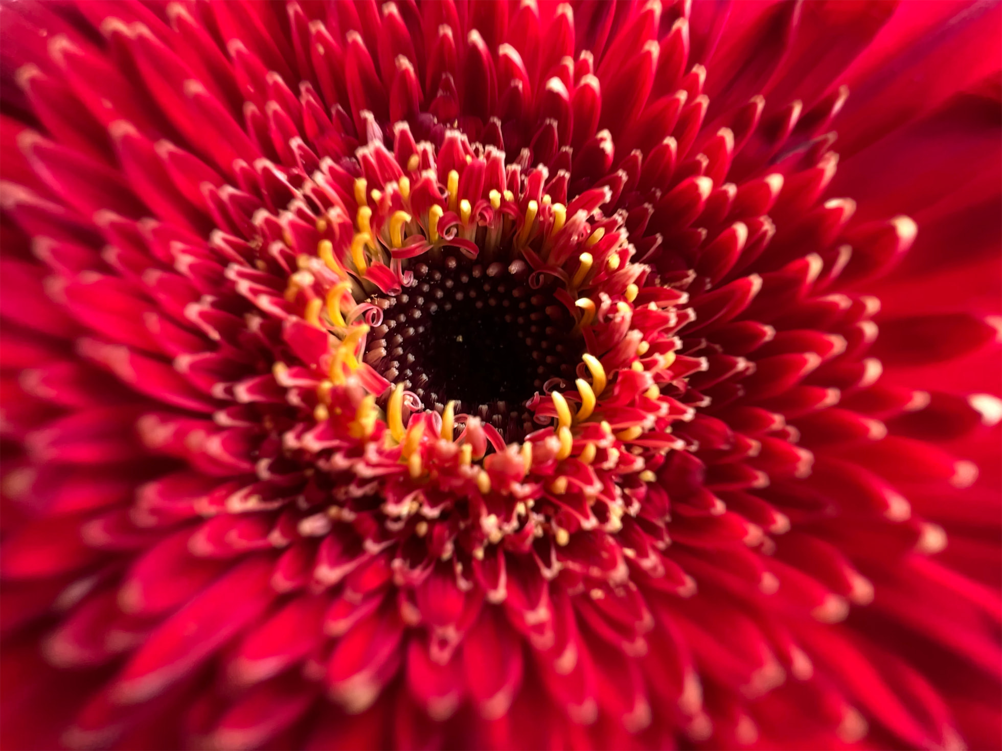 Zoom sur le centre d'une fleur rouge, distinguant son pollen