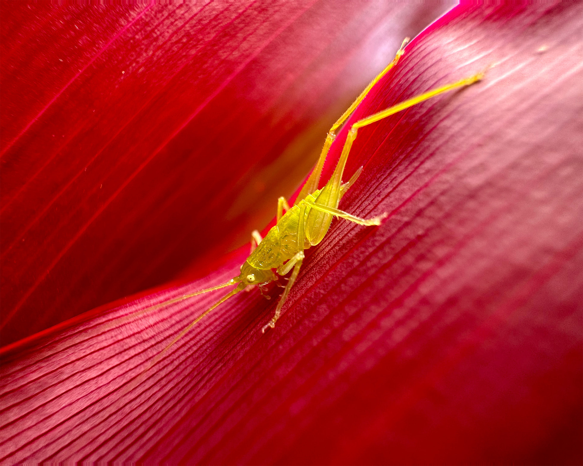 Petite sauterelle sur un pétale de fleur rouge