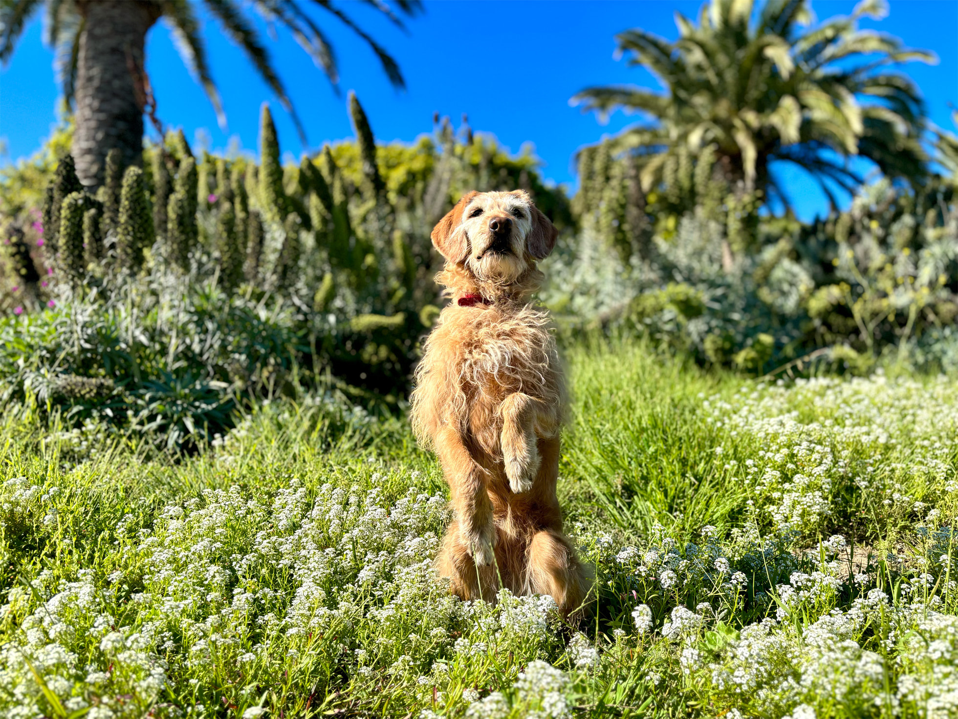 Un chien aux poils beiges de longueur moyenne sur ses pates arrières regardant la caméra. Il est situé dans l'herbe avec, en arrière plan des arbres exotiques.