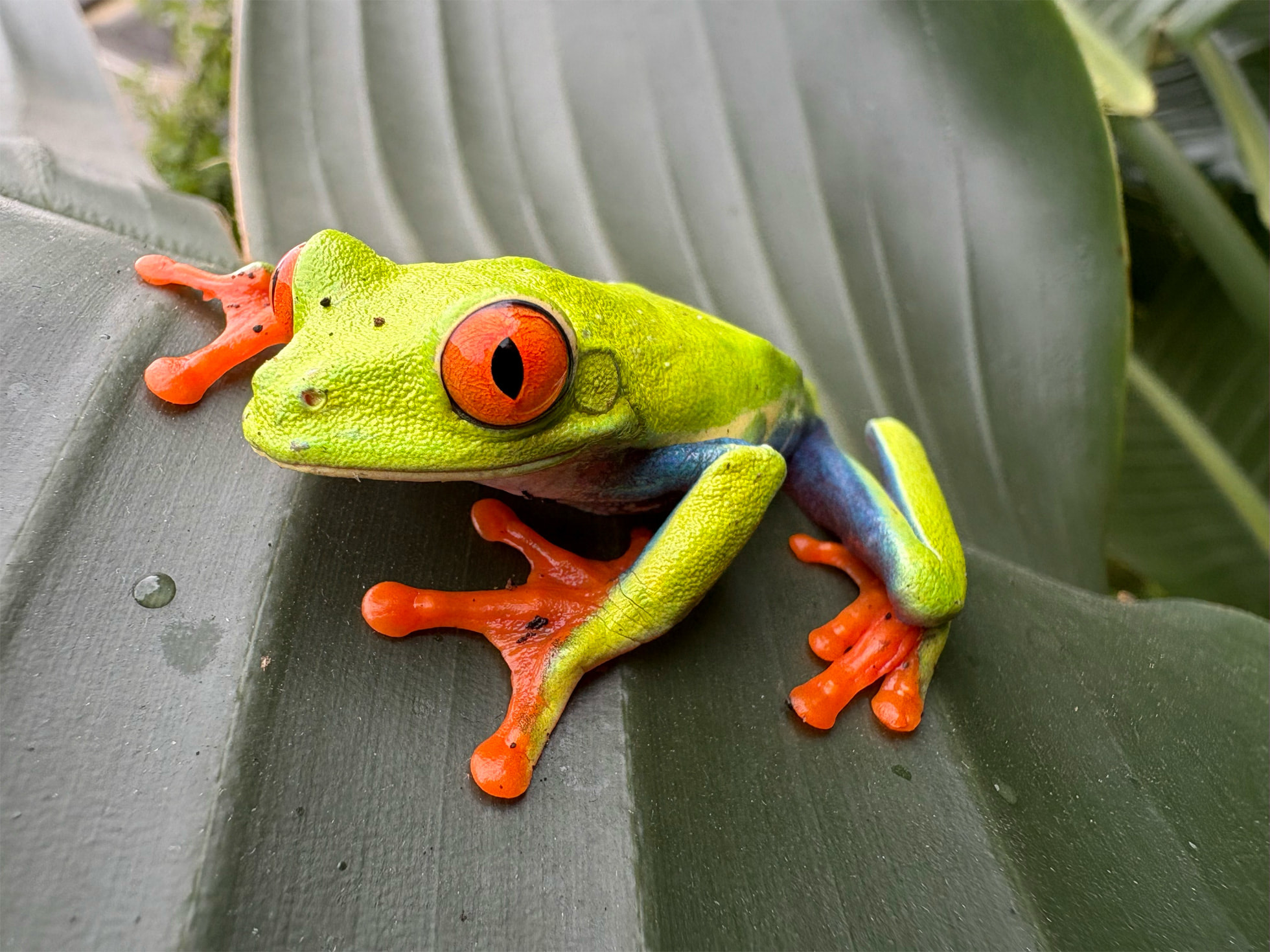 Image en gros plan d'une grenouille verte aux yeux et aux pattes oranges, sur une feuille verte humide