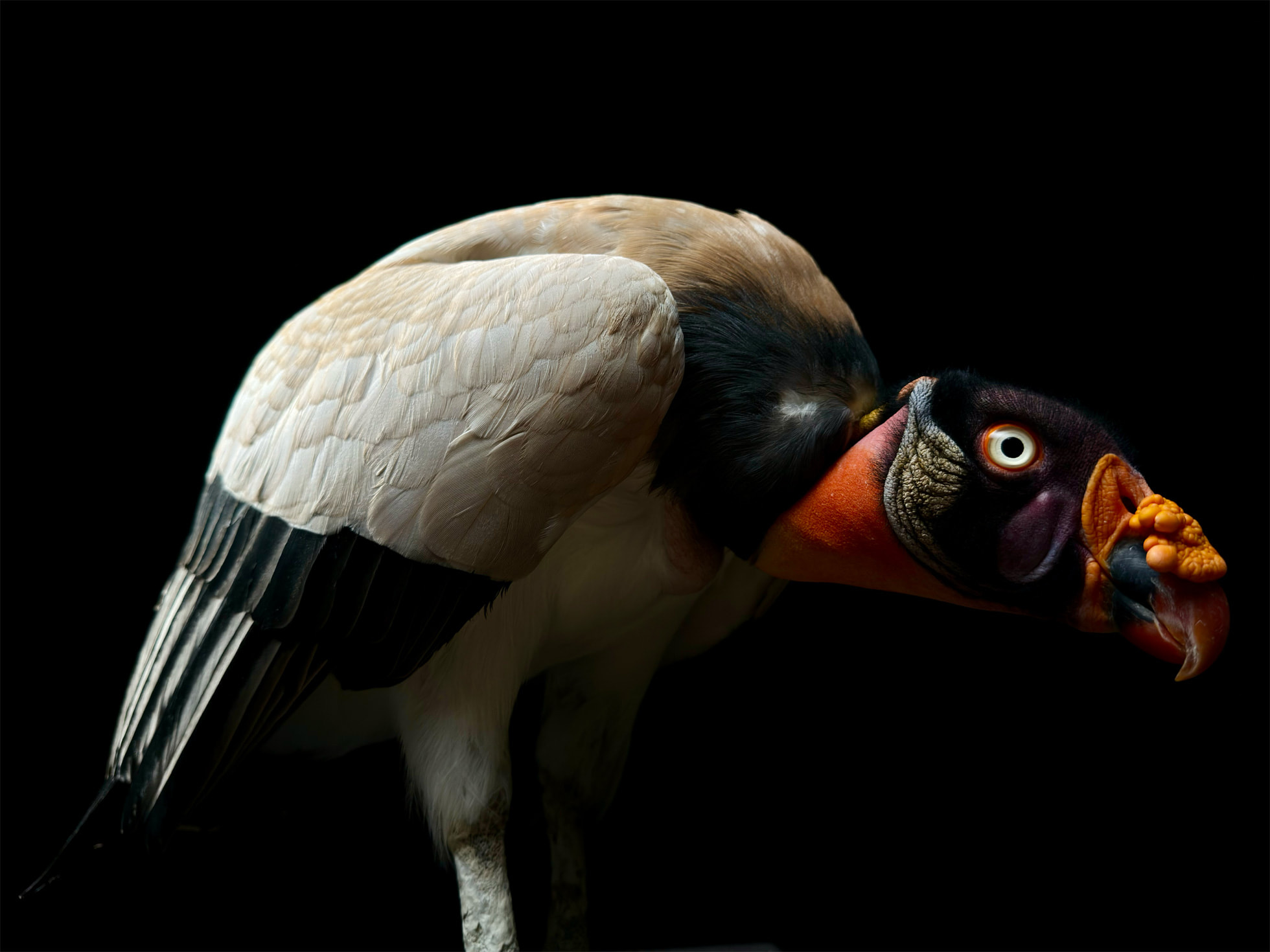 Oiseau dans le noir avec des plumes blanches sur le corps et une tête parsemée de tâches oranges